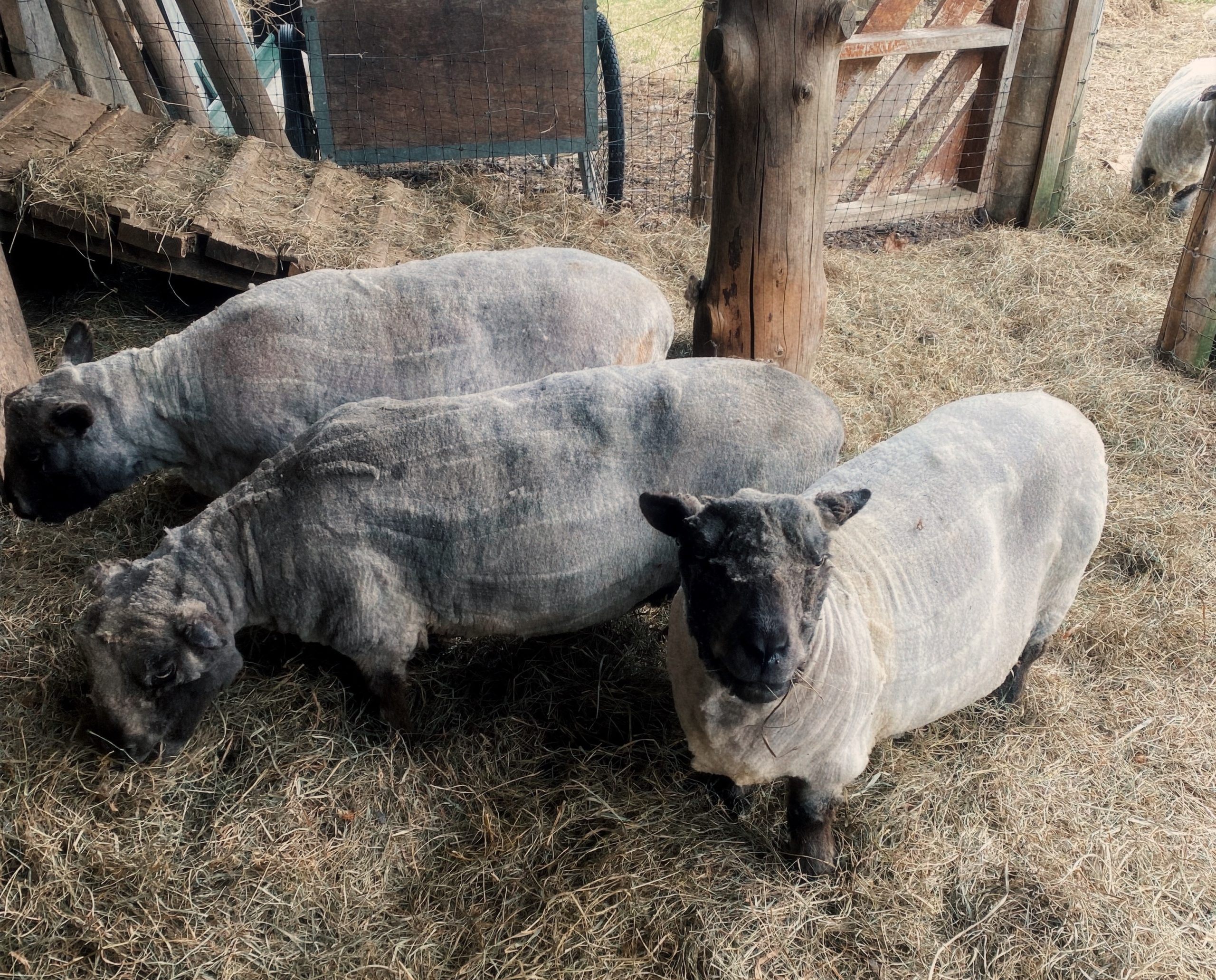 The sheep showing off their chic spring haircuts. :)